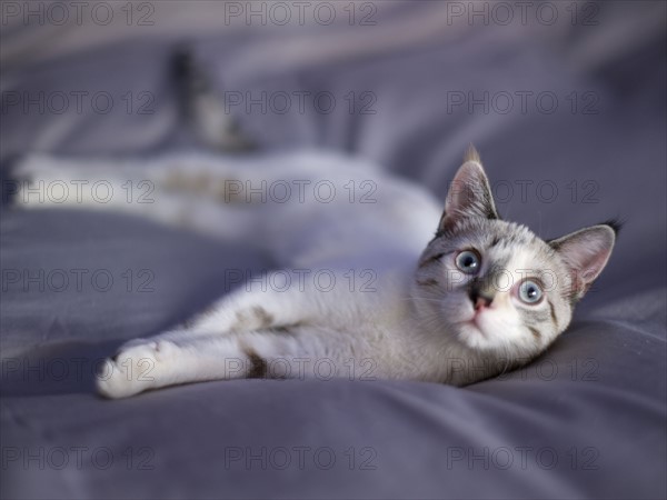 Portrait of young kitten. Photo : John Kelly