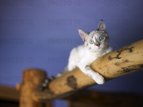 Portrait of young kitten. Photo: John Kelly