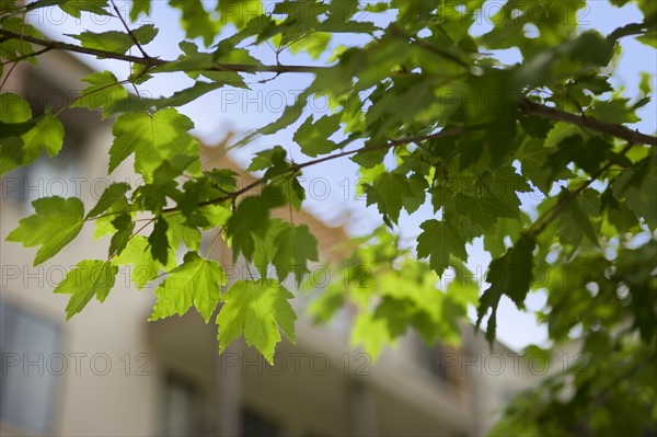 USA, Texas, Dallas, Low angle view of Plane tree branch. Photo : DreamPictures