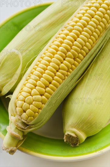 Studio shot of corn on the cob.