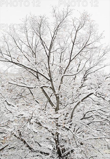 USA, New York State, Brooklyn, Williamsburg, snow covered tree. Photo: Jamie Grill Photography
