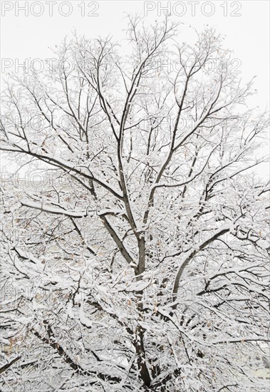 USA, New York State, Brooklyn, Williamsburg, snow covered tree. Photo : Jamie Grill Photography