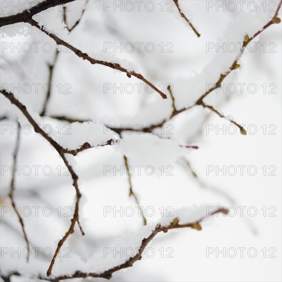 USA, New York State, Brooklyn, Williamsburg, snow on plant branch. Photo: Jamie Grill Photography