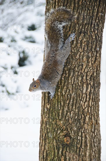 USA, New York, New York City, squirrel on tree trunk.