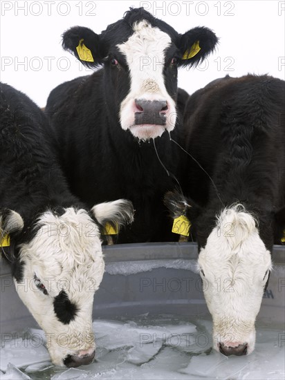 USA, New York State, Cows drinking from frozen feeding trough in winter. Photo: John Kelly