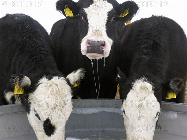 USA, New York State, Cows drinking from frozen feeding trough in winter. Photo: John Kelly