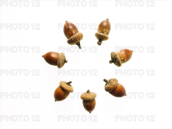 Acorns on white background. Photo: David Arky