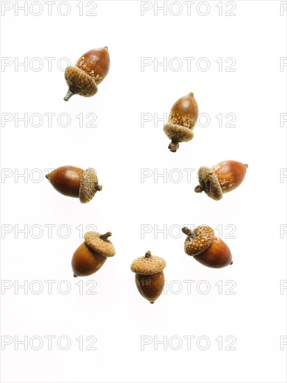 Acorns on white background. Photo : David Arky