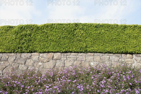 USA, California, Tidy hedge. Photo : Noah Clayton