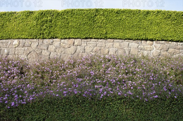 USA, California, Tidy hedge. Photo: Noah Clayton