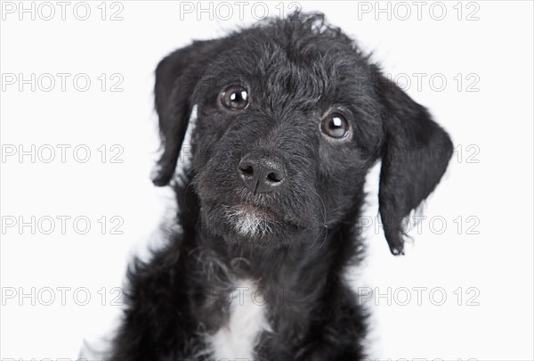 Studio portrait of black jack-a-doodle. Photo: Justin Paget