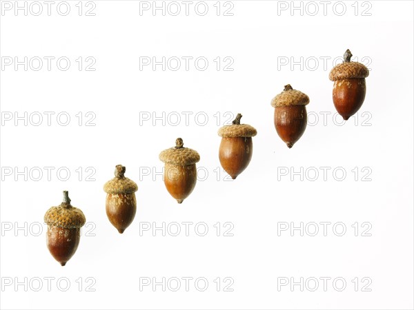 Row of Acorns on white background. Photo : David Arky