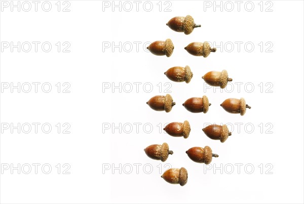 Acorns on white background. Photo : David Arky