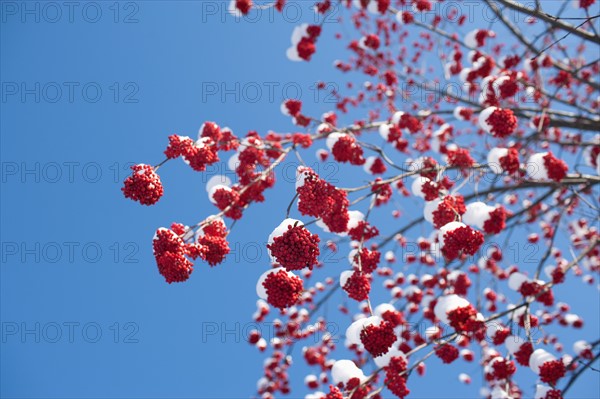 USA, Montana, Rowan berries covered by snow. Photo : Noah Clayton