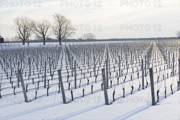 USA, New York, Cutchoge, snow-covered vineyard. Photo : fotog