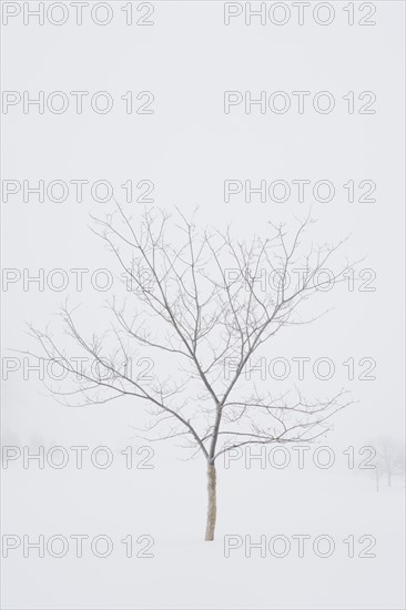 USA, New Jersey, Lonely tree in winter scenery. Photo : Chris Hackett