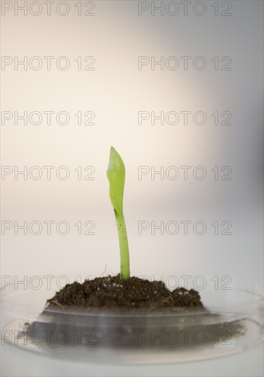 Close-up of seedling in petri dish. Photo : Jamie Grill Photography