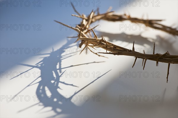 Studio shot of crown of thorns.