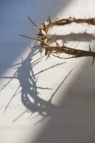 Studio shot of crown of thorns.