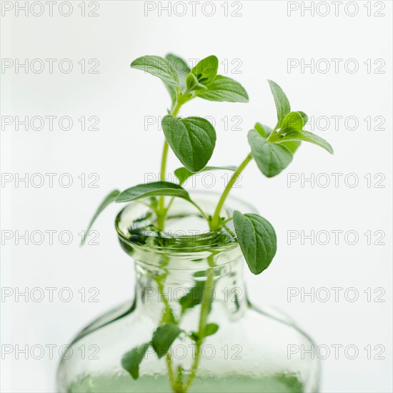 Studio shot of oregano seedling.