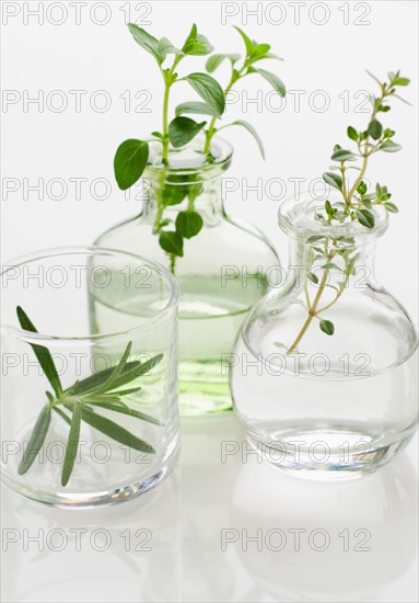 Studio shot of herb seedlings.