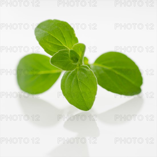 Studio shot of oregano seedling.