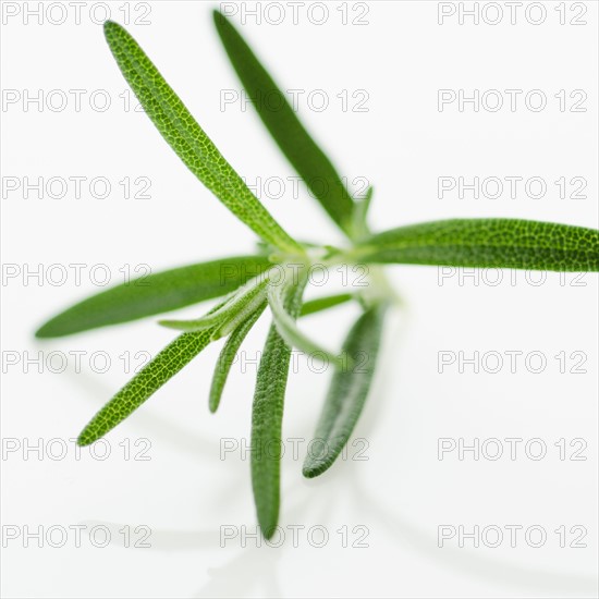 Studio shot of oregano seedling.