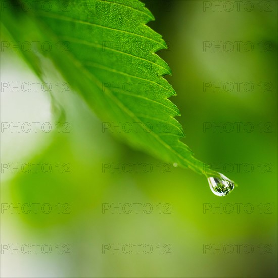 Studio shot of water drop on leaf.