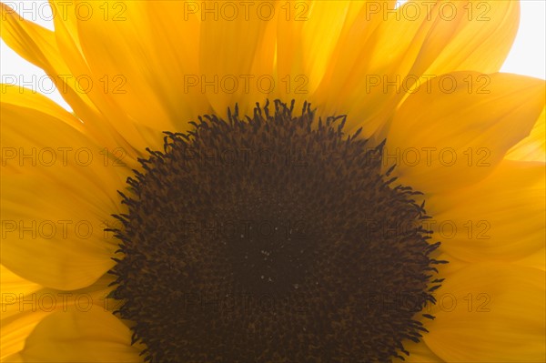 Close-up of sunflower. Photo : Kristin Lee