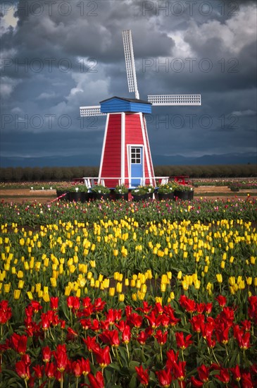 USA, Oregon, Wooden Shoe Tulip Farm. Photo : Gary Weathers