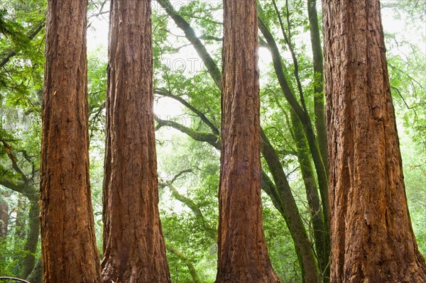 USA, California, Tree trunks in forest. Photo : Noah Clayton