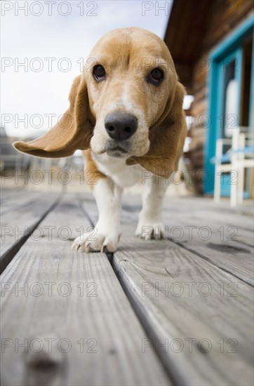 Curious dog walking towards camera. Photo : Maisie Paterson