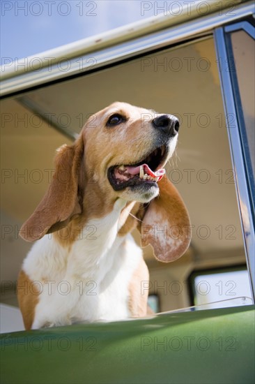 Dog looking through car window. Photo : Maisie Paterson