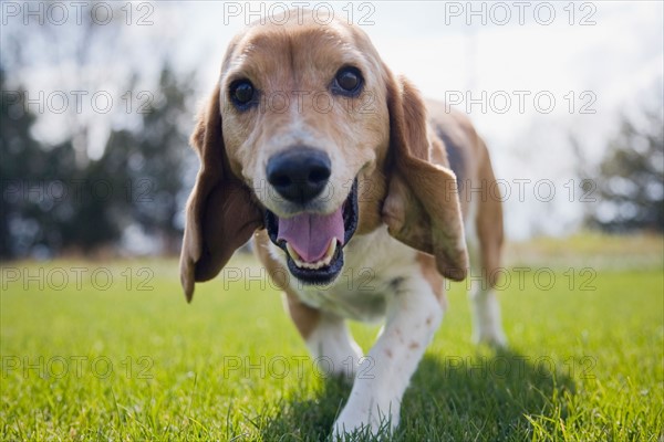 Curious dog walking towards camera. Photo : Maisie Paterson