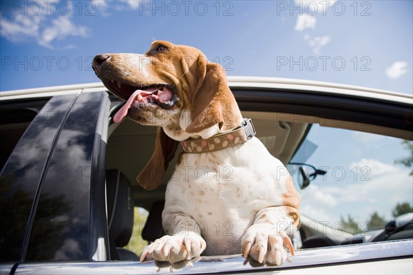 Dog looking through car window. Photo : Maisie Paterson