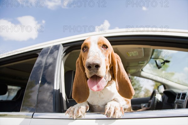 Dog looking through car window. Photo : Maisie Paterson