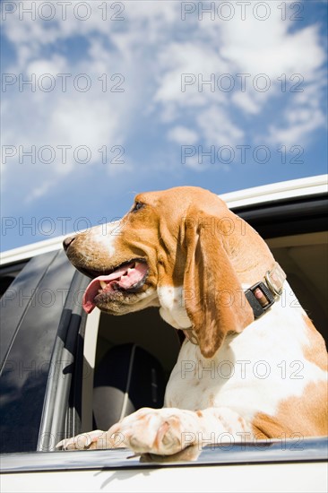 Dog looking through car window. Photo : Maisie Paterson