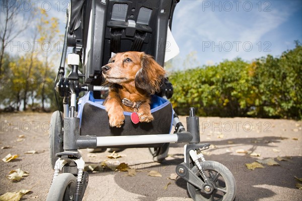 Dog sitting in cart. Photo : Maisie Paterson