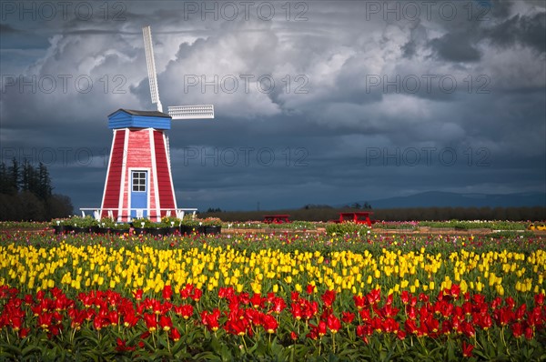 USA, Oregon, Wooden Shoe Tulip Farm. Photo : Gary Weathers