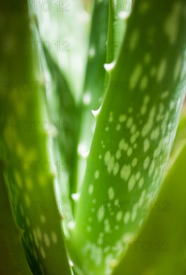 Aloe vera plant.