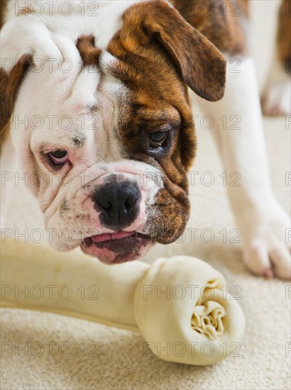 Cute bulldog pup with bone. Photo : Daniel Grill