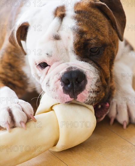 Cute bulldog pup licking bone. Photo : Daniel Grill