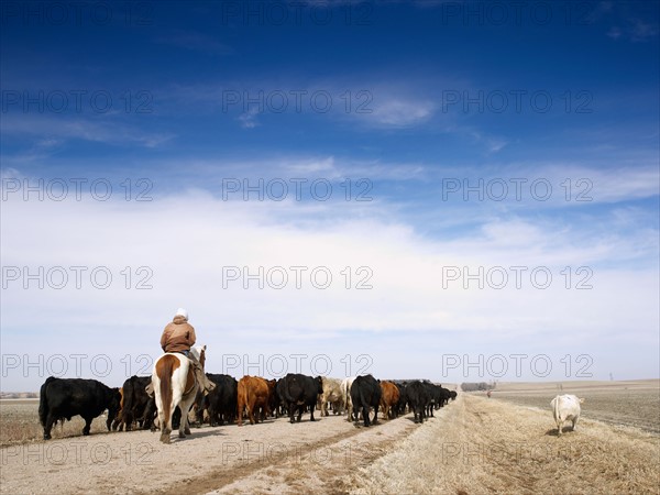 USA, Nebraska, Great Plains, horse rider driving cattle. Photo : John Kelly