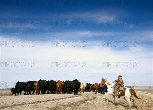 USA, Nebraska, Great Plains, horse rider driving cattle. Photo : John Kelly