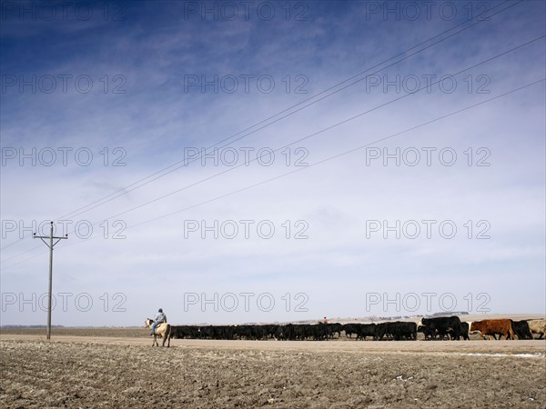 USA, Nebraska, Great Plains, horse rider driving cattle. Photo : John Kelly