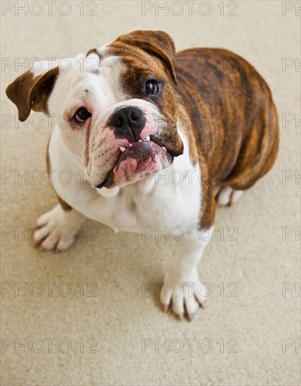 Portrait of cute bulldog pup . Photo : Daniel Grill