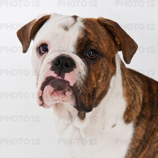 Portrait of cute bulldog pup . Photo : Daniel Grill