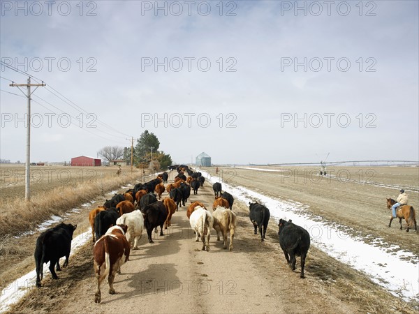 USA, Nebraska, Great Plains, horse rider driving cattle. Photo : John Kelly