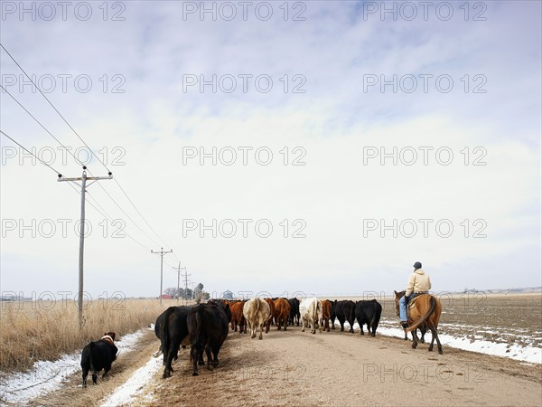 USA, Nebraska, Great Plains, horse rider driving cattle. Photo : John Kelly