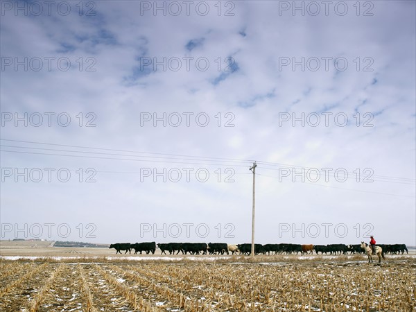 USA, Nebraska, Great Plains, horse rider driving cattle. Photo : John Kelly